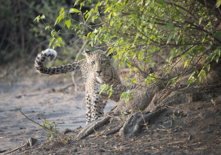 Leopard, Botswana